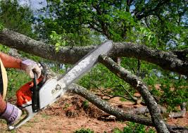 Best Tree Maintenance Programs  in Davie, FL